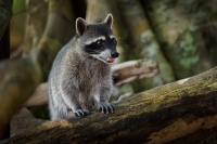 Myval severni - Procyon lotor - Raccoon o0422